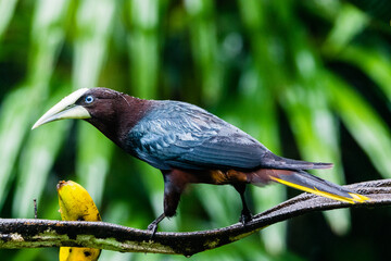 Chestnut-headed Oropendola bird in Costa Rica