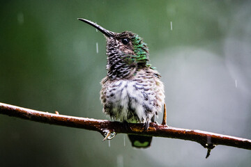 hummingbird resting and flying  during a raining rain