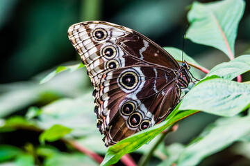A buterfly in Costa Rica resting on a leaf