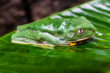 Green frog  with white eyes from Costa Rica resting on a leaf 
