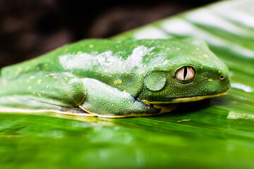 Green frog  with white eyes from Costa Rica resting on a leaf 