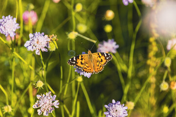 butterfly on a flower