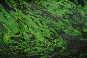 blooming plankton in a river
