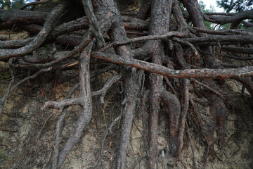 pine tree roots