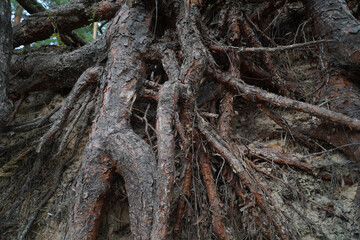 pine tree roots