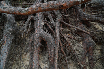pine tree roots