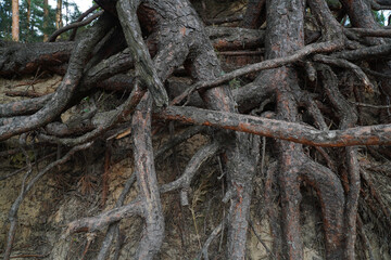 pine tree roots