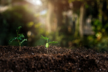The seedlings are growing from the rich soil with the morning sun shining. Young Plant Growing In Sunlight. ecology concept.