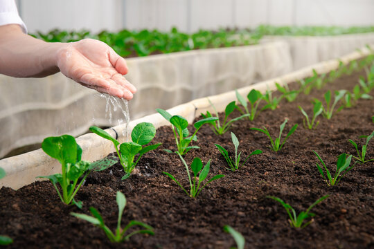 Farmer's hand watering the Spinach seedling that was planted in the nursery.