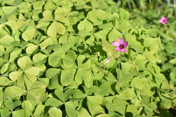 Pequeña flor rosa rodeada de tréboles verdes