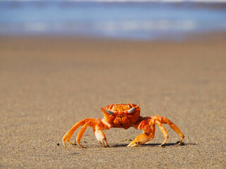 photo of a crab with an ocean bottom, this photo was taken on a beach in mollendo - peru