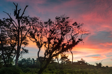 A silhouette of a tree with a pink sunset in the Caribbean.  Mossy tree. Tropical sunset in...