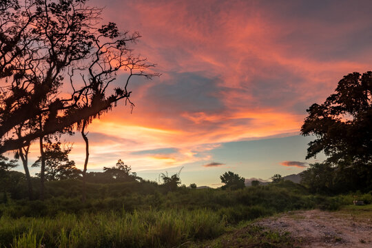 A silhouette of a mossy tree in a pink Caribbean sunset on the island of Trinidad.