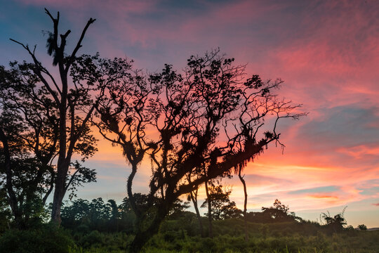 A silhouette of a tree with a pink sunset in the Caribbean.  Mossy tree. Tropical sunset in Trinidad West Indies.