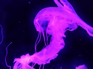 Greater Bay China Zhuhai Hengqin Chimelong Ocean Kingdom Jellyfish Jellyfishes Sea Jellies Creature Underwater Led Glowing Glow Neon Dream Floating 