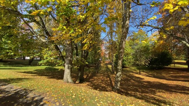 Leaves gently falling off Wright Park's deciduous trees in a gentle Tacoma autumn breeze.