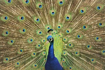 Obraz premium peacock with feathers out