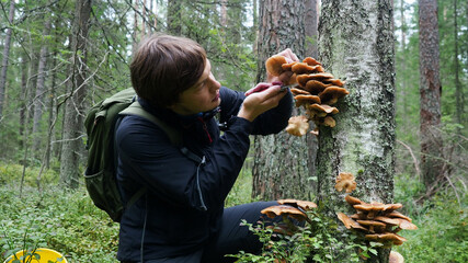 Middle aged mushroom picker picking mushrooms from the tree. A man cuts mushroom with knife in...