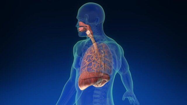 Medical 3d animation of the human lung inside human body with its parts visible. Medically accurate animation of the human lungs. Loopable rotation.	