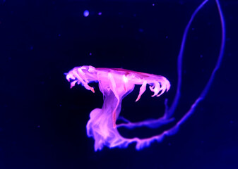 Obraz na płótnie Canvas Greater Bay China Zhuhai Hengqin Chimelong Ocean Kingdom Jellyfish Jellyfishes Sea Jellies Creature Underwater Led Glowing Glow Neon Dream Floating 