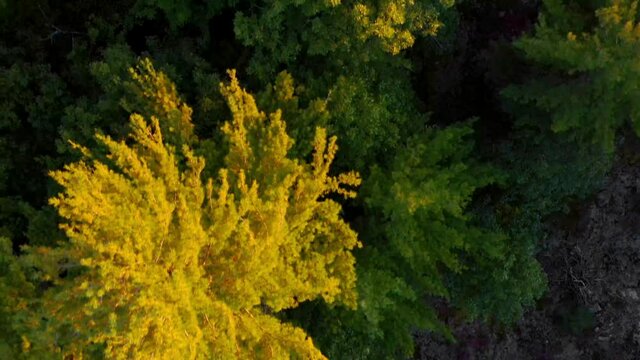 Flying over the coniferous tree tops producing fresh breathable oxygen in the Canadian shield among rocky terrain