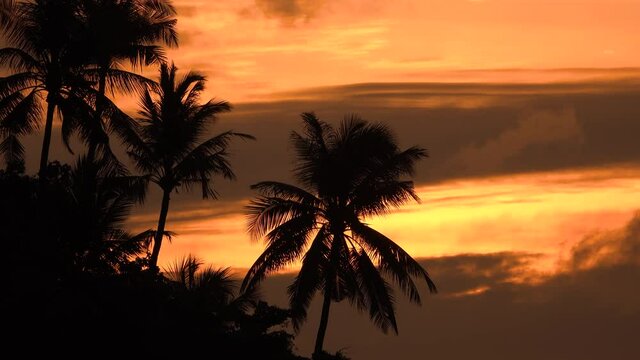 Amazing romantic on summer sunrise for seascape.Orange Sky Silhouette Palm Tree Branch.Amazing romantic on summer sunrise for seascape. 