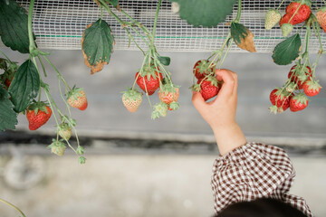 いちご狩り