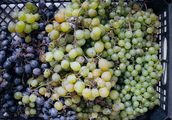 grapes in the market