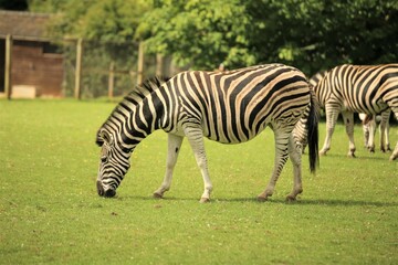 Obraz na płótnie Canvas zebra in the grass