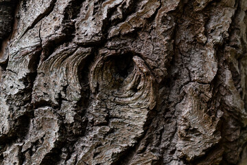 Rinde Baum Oberfläche Nahaufnahme Makro Natur Loch Ast Strudel Stamm alt verwittert Wald Struktur...