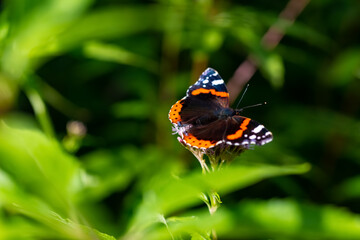  Admiral Schmetterling Vanessa atalanta Insekt Edelfalter Nymphalidae Flügel Fühler orange weiß...