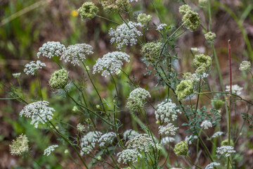 Queen anne's lace blooming