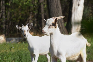 Goats in nature. Portrait of two white young goats.
