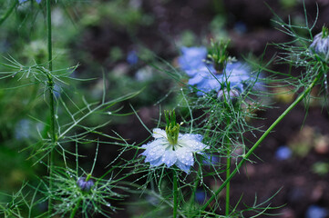 flowers in the grass