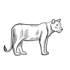 lioness isolated on white background. Sketch graphic predator of savannah in engraving style. - obrazy, fototapety, plakaty