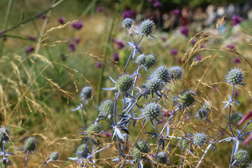 violet flower (Eryngium planum) with a bees in a city park in the evening