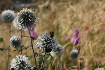flowers of Mordanthus banatus in an autumn city park in the evening (lat. Echinops bannaticus "Blue Globe")