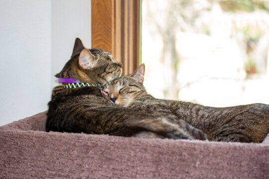 This image shows a close-up candid view of two gray and brown striped domestic tabby cats cuddling as they sleep in a carpeted cat tower.