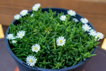 This image shows a close-up view of a potted delosperma succulent plant with scattered tiny white daisy-like flowers.