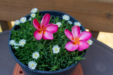 This image shows a close-up view of a potted delosperma succulent plant with scattered tiny white daisy-like flowers, accent with two pink plumeria blossoms.
