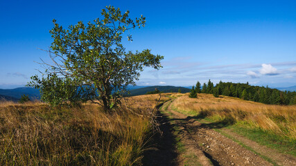 Tree in a meadow on top of a mountain in Beskid Wyspowy, Poland. Sunny summer morning, blue sky. 