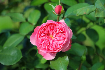 Pink rose flower with buds on the blurry green garden background