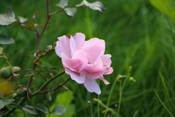Pink rose flower on the blurry green garden background