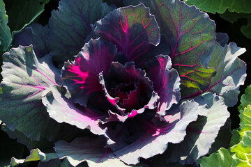 Front top photo of ornamental red cabbage (Kale Nagoya Red) in city park
