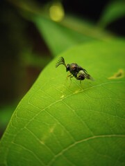 A beautiful fly on a leaf