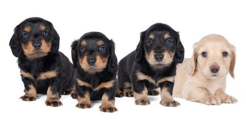 Closeup of four bi-colored longhaired  wire-haired Dachshund dog puppies isolated on a white background