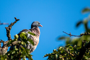 European wild pigeon, turtle dove, wood pigeon. Close-up photo of a wild pigeon sitting on top of an old pear. With copy space