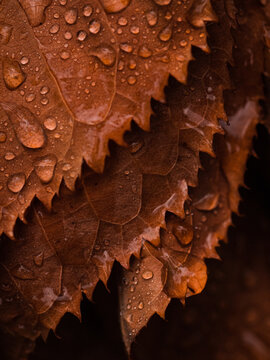 Fototapeta water drops on autumn leaves