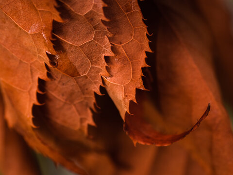 macro of autumn leaves