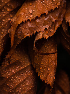 macro of autumn leaves with dew drops
